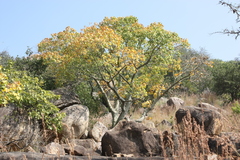 Hildegardia populifolia